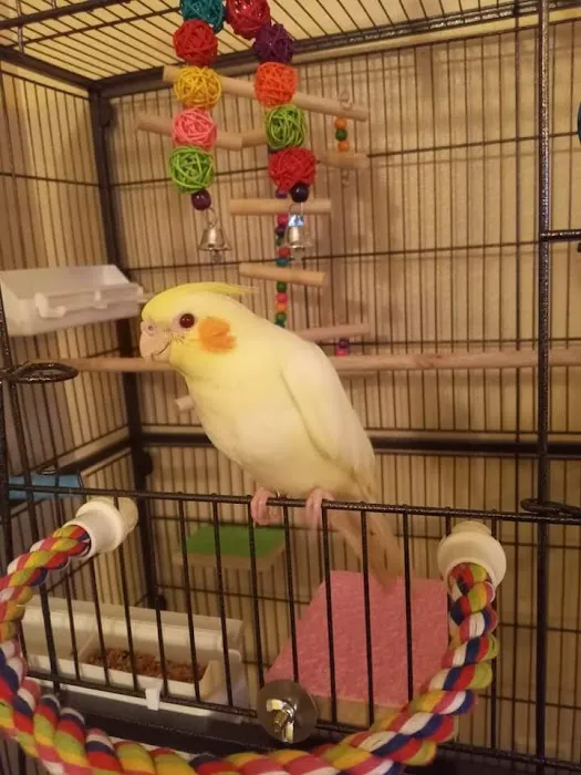 Birds, and Then Some! Picture 7