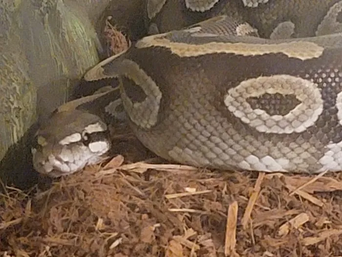 CnB Reptile Picture 1