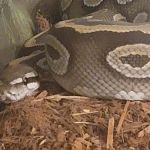 CnB Reptile