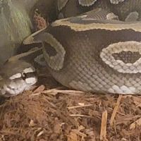 CnB Reptile ico