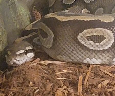 CnB Reptile