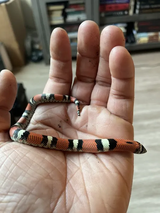 CnB Reptile Picture 5