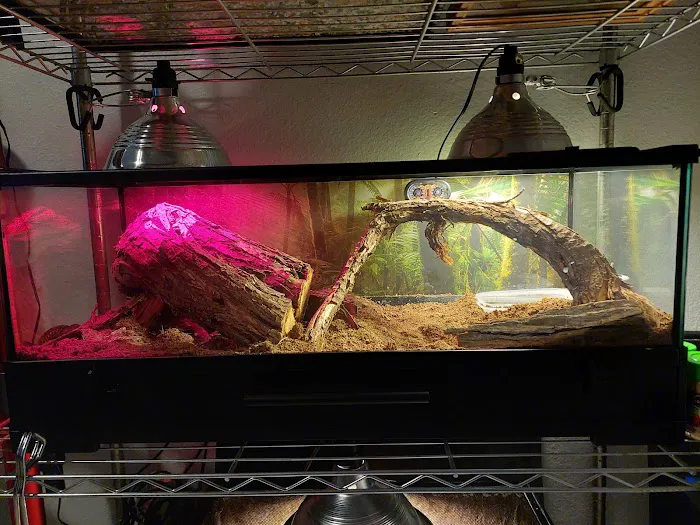 CnB Reptile Picture 8