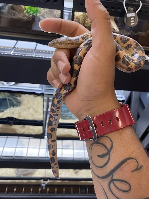 CnB Reptile Picture 10