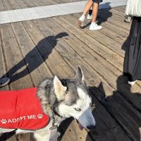 Westside Pet Clinic ico