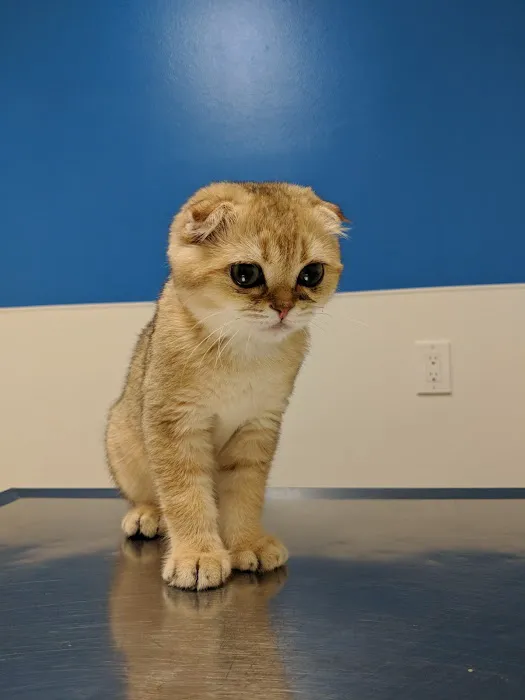 Westside Pet Clinic Picture 2