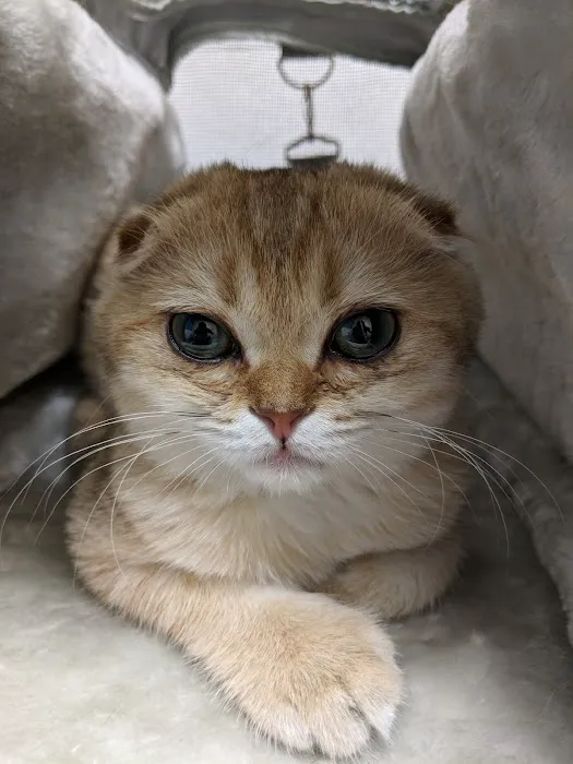 Westside Pet Clinic Picture 3