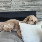 Petco