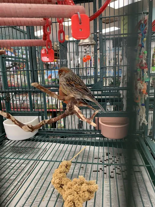 Tropic Zone Exotic Birds Picture 3