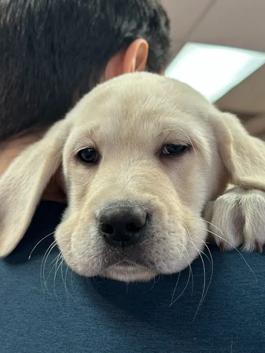 Puppy Time Puppies Picture 3