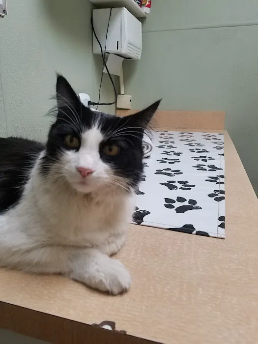 VCA Wilshire Animal Hospital Picture 1