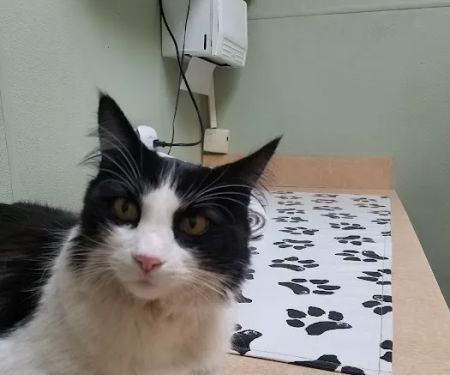 VCA Wilshire Animal Hospital