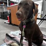 Veterinary Emergency Group