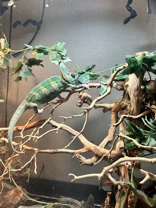 LLLReptile & Supply Phoenix Picture 4