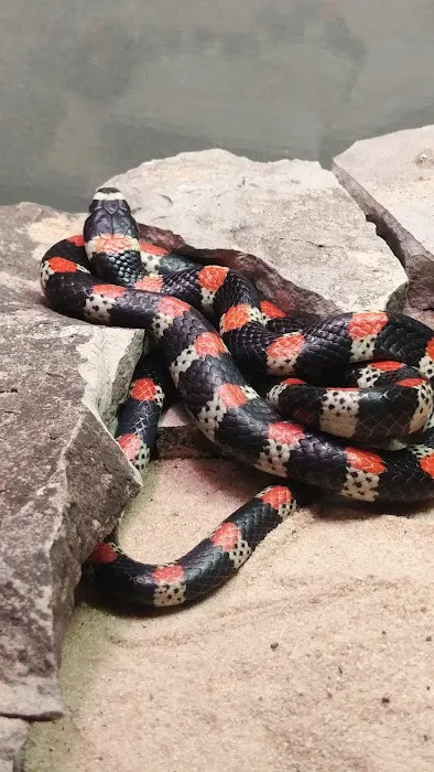 LLLReptile & Supply Phoenix Picture 5
