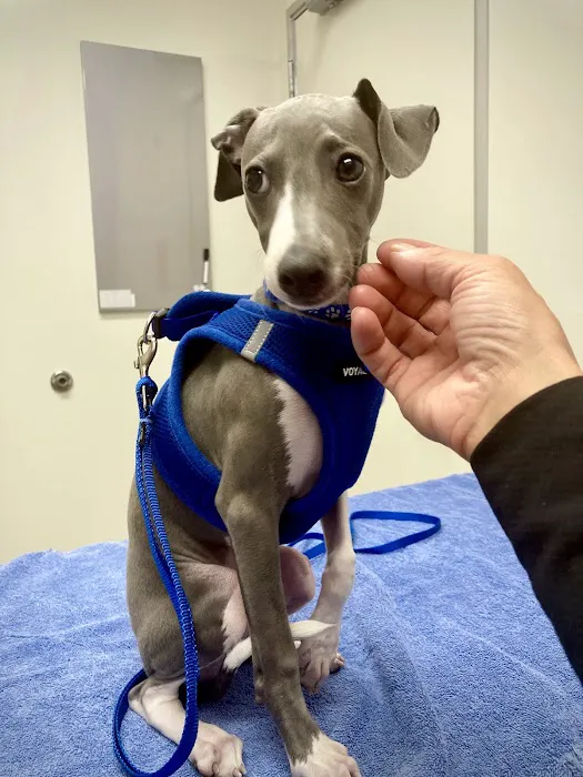 Santa Monica Pet Medical Center: Yuan Michael DVM Picture 2