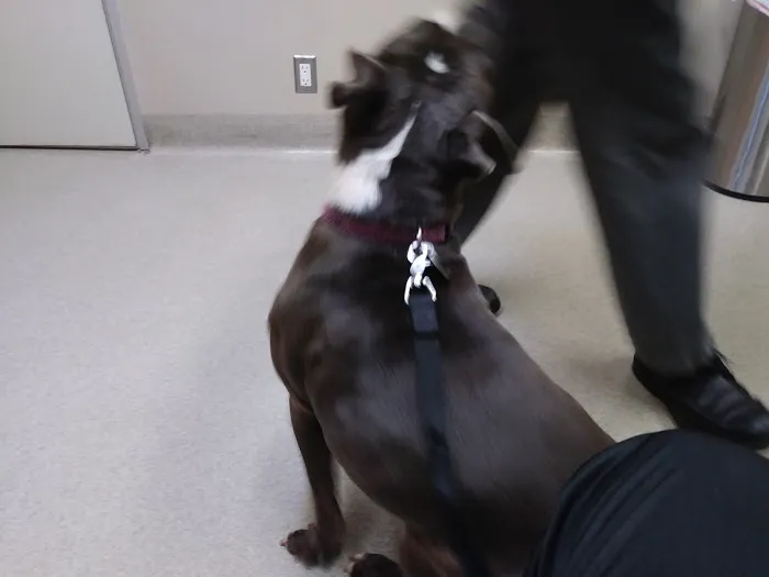 Santa Monica Pet Medical Center: Yuan Michael DVM Picture 1