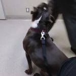 Santa Monica Pet Medical Center: Yuan Michael DVM