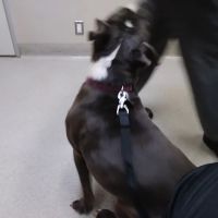 Santa Monica Pet Medical Center: Yuan Michael DVM ico
