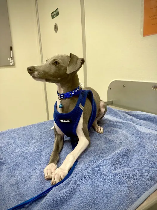 Santa Monica Pet Medical Center: Yuan Michael DVM Picture 3