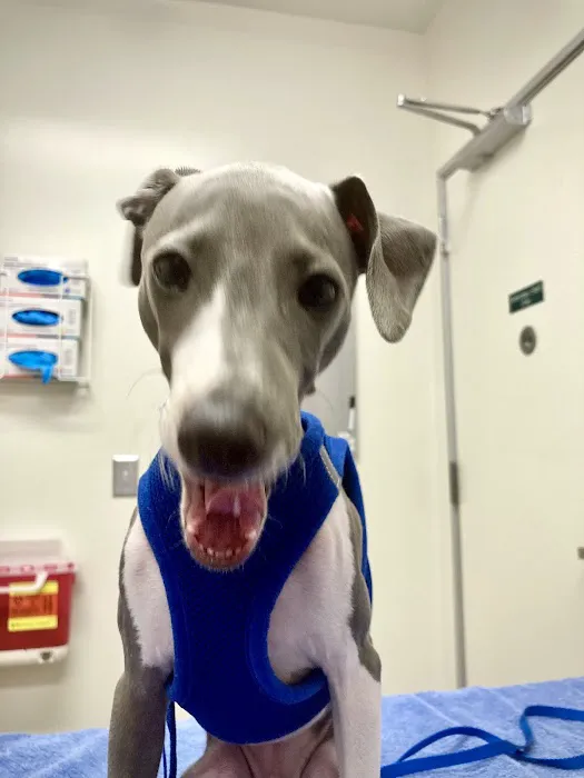Santa Monica Pet Medical Center: Yuan Michael DVM Picture 4