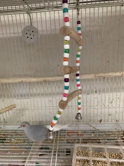 Birdz & Beyond Picture 2
