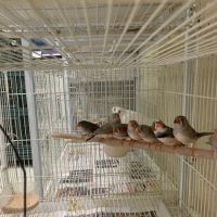 Birdz & Beyond ico