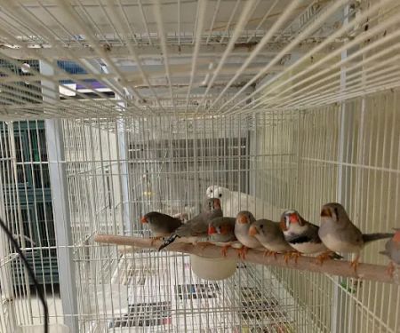 Birdz & Beyond