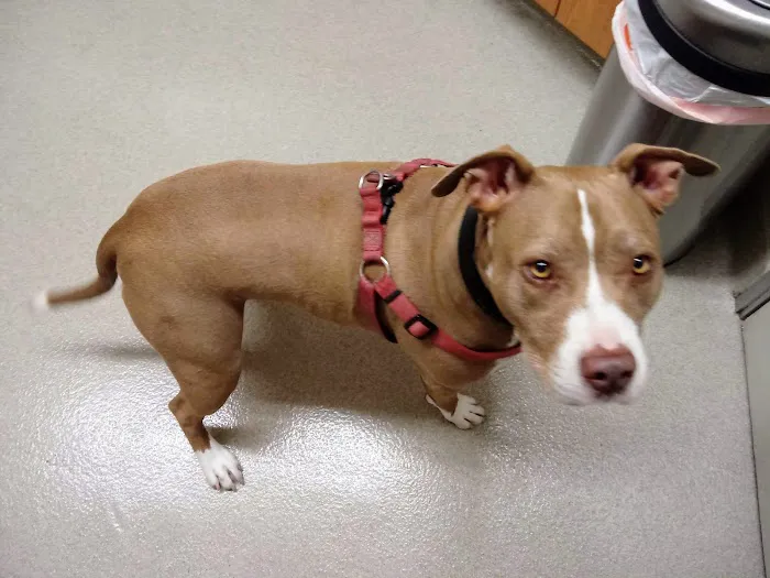 Santa Monica Pet Medical Center Picture 2