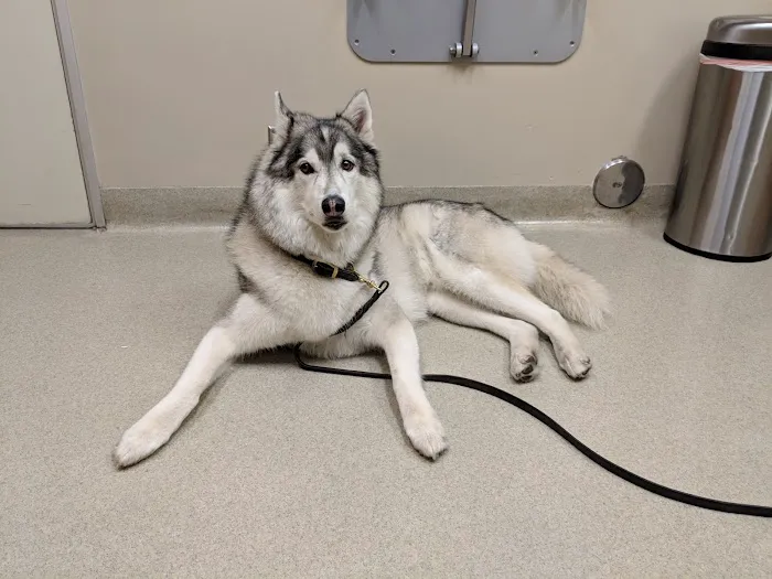 Santa Monica Pet Medical Center Picture 6