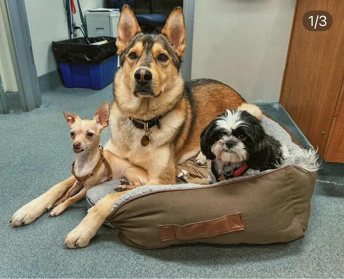 Santa Monica Pet Medical Center Picture 10