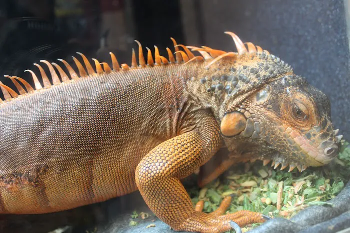 Scales 'N Tails Phoenix Central Picture 5