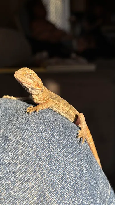 Scales 'N Tails Phoenix Central Picture 7