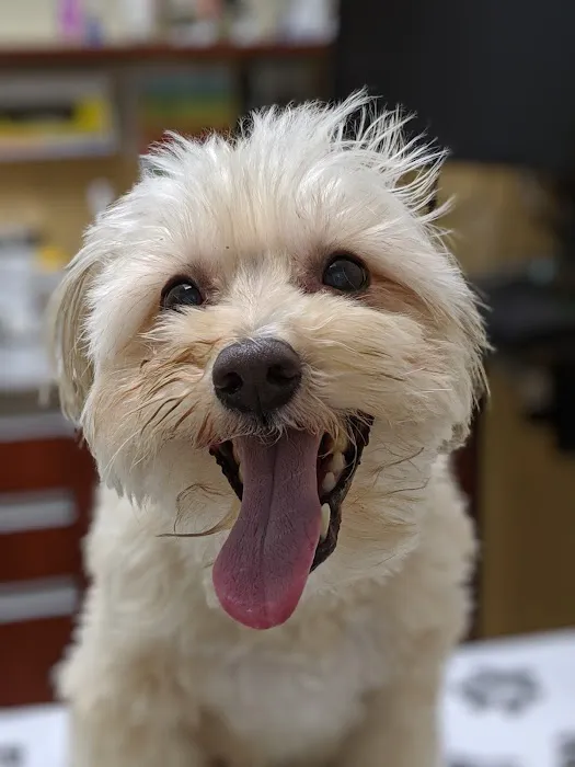 VCA Santa Monica Dog and Cat Hospital Picture 4