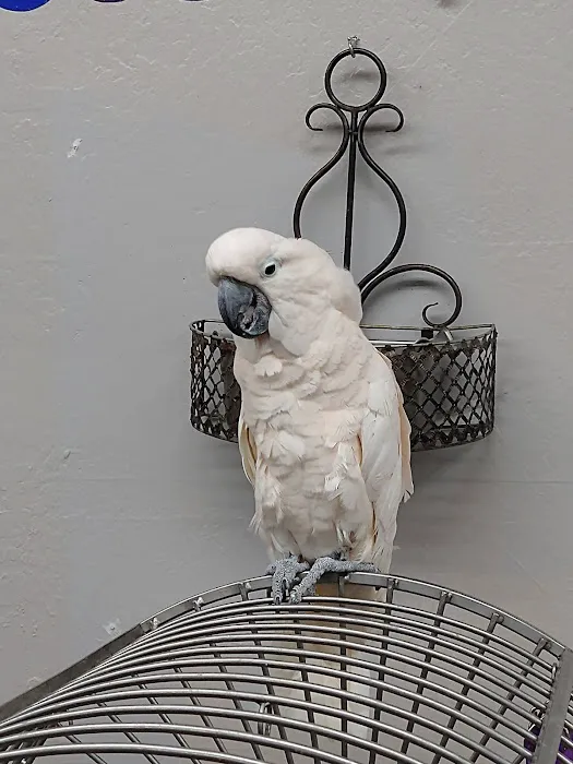 Arizona Bird Store Picture 2