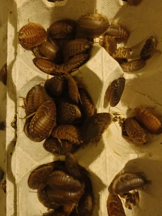 Supreme Exotics LLC - Coral's & Exotic Animal's Reptiles Picture 3