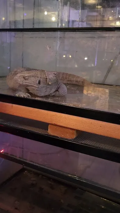 Supreme Exotics LLC - Coral's & Exotic Animal's Reptiles Picture 7