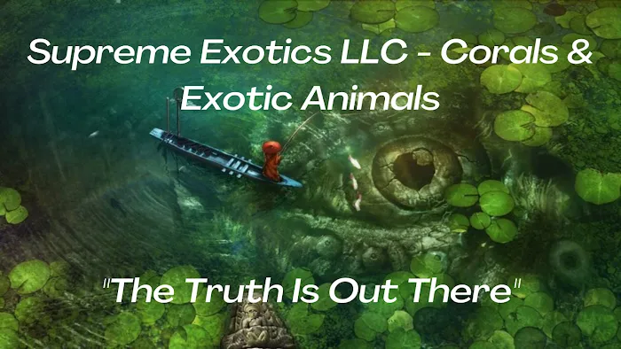 Supreme Exotics LLC - Coral's & Exotic Animal's Reptiles Picture 10