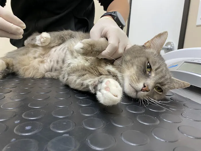 Santa Monica Veterinary Group Picture 3