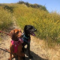 GreenTree Veterinary Service ico