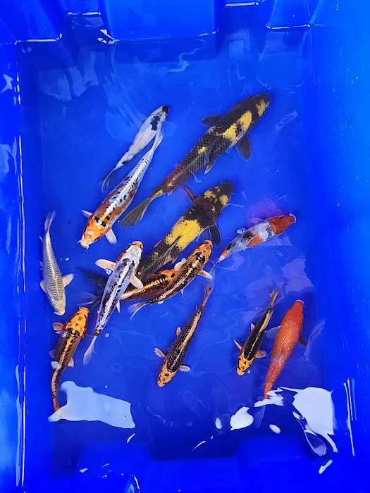 Bamboo Japan Koi by Appointment Only Picture 2