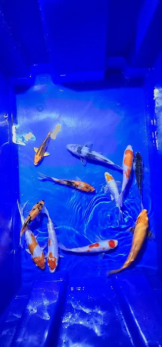 Bamboo Japan Koi by Appointment Only Picture 3