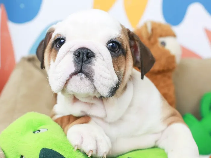 Puppies 'N Love Picture 5