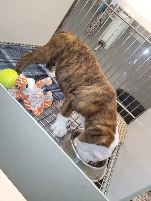 Puppies 'N Love Picture 2