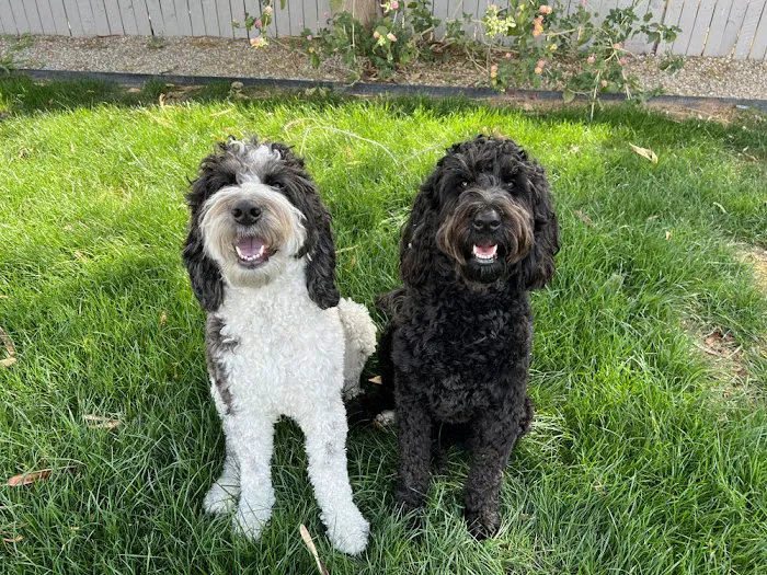 Puppies 'N Love Picture 9