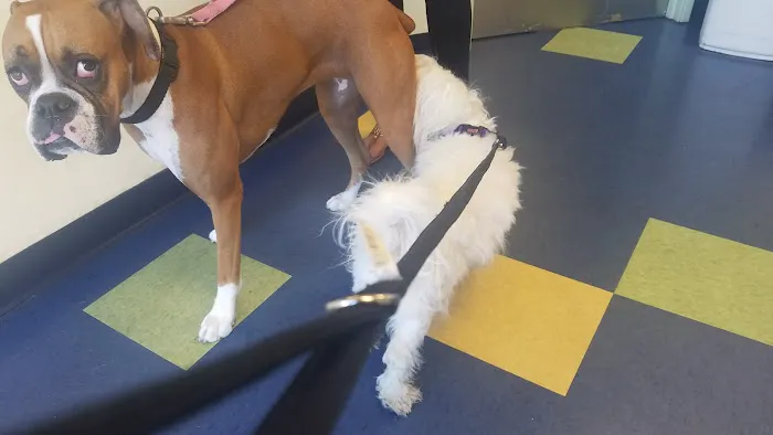 Pet Vet Animal Hospital Picture 3