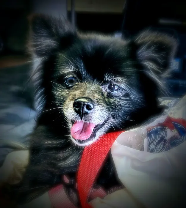 Pet Vet Animal Hospital Picture 1