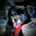 Pet Vet Animal Hospital