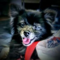 Pet Vet Animal Hospital ico
