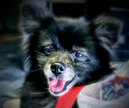 Pet Vet Animal Hospital
